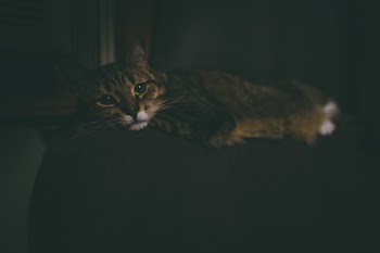 Brown Cat