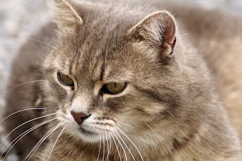 Brown Cat