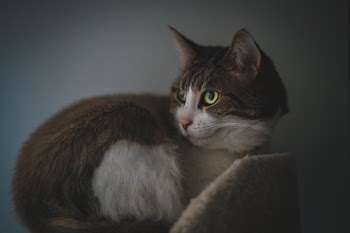 Brown Cat