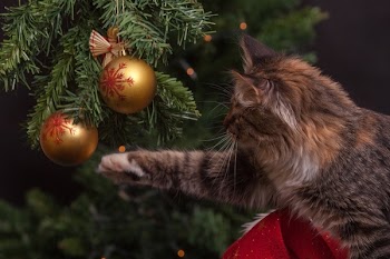 Brown Cat About to Touch Gold Christmas Bauble