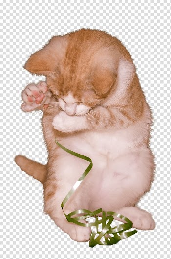 Brown cat , Cat Kitten Playing With Ribbon transparent background PNG clipart