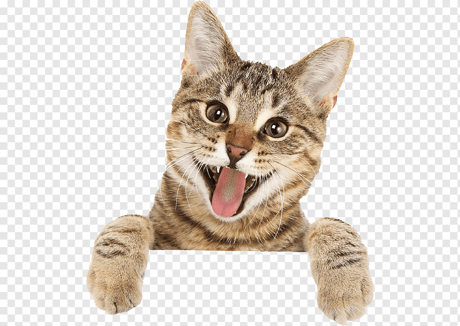 brown cat illustration, Bengal cat British Shorthair Ragdoll Turkish Angora Kitten, Cat tongue, cat Like Mammal, carnivoran, people png