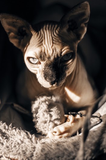 Brown Cat in Pet Cave