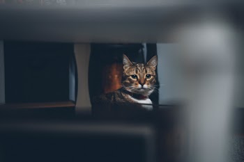 Brown Cat Looking at Camera Lens