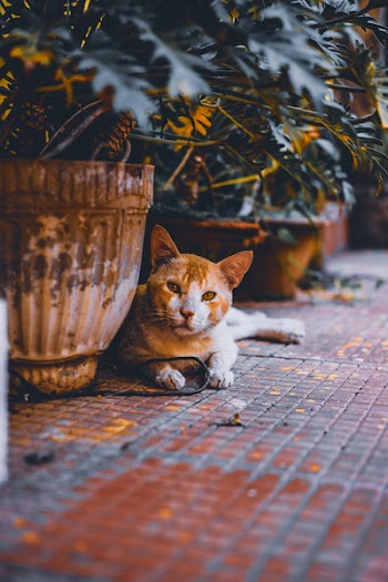 Brown Cat Near Grey Vase