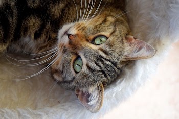 Brown Cat on Fur Mat