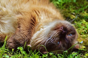 Brown Cat on Green Grass