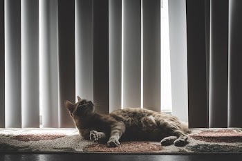 brown cat on rug