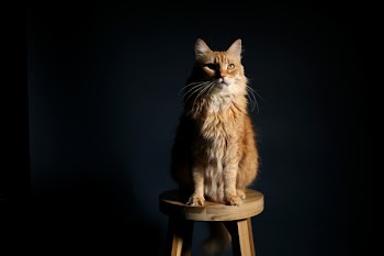 Brown Cat on Wooden Stool Chair