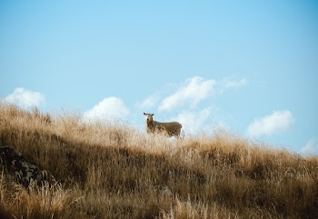 Brown Cattle