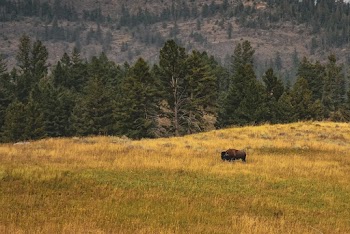 Brown Cattle