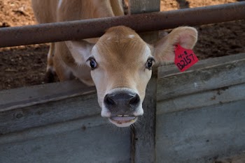 Brown Cattle