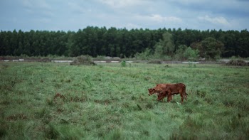Brown Cattle on Green Grass Field
