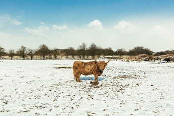 Brown Cattle on White Snow
