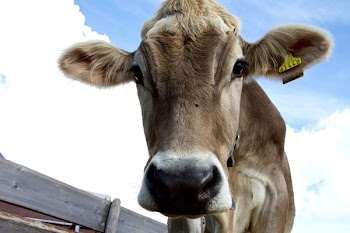 Brown Cattle Under White and Blue Sky