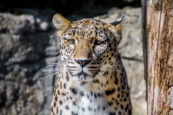 Brown Cheetah Near Brown Frame