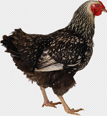 Brown Chicken Free PNG Image