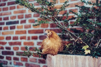 Brown Chicken Nesting on Bench