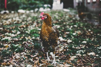 Brown Chicken on Green Grass Field