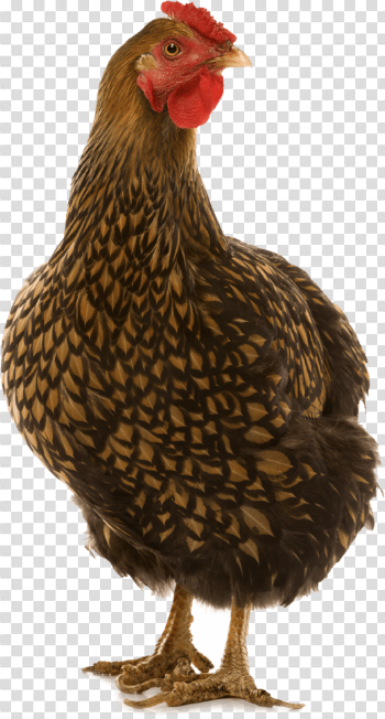 Brown Chicken PNG High-Quality Image