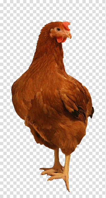 Brown Chicken PNG Image Background