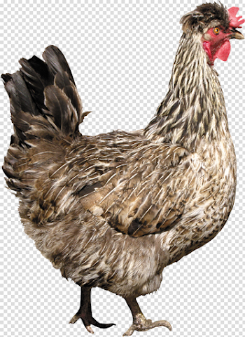 Brown Chicken PNG Transparent Image