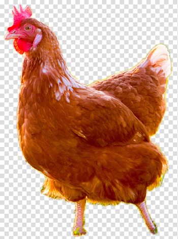Brown Chicken Transparent Images