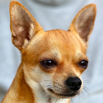 Brown Chihuahua