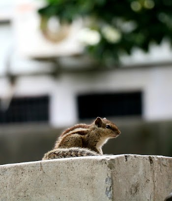 Brown Chipmunk on Top of Wall