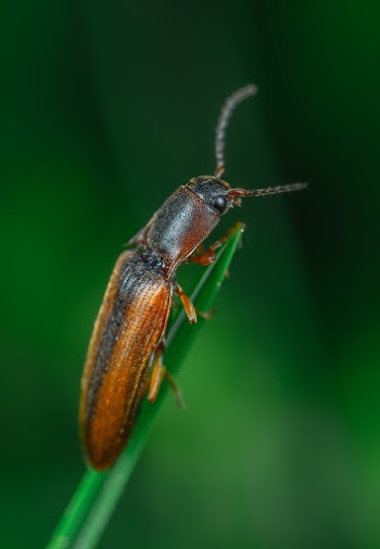 Brown Click Beetle in Selective-focus Photography