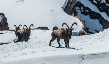 Brown Coated goats
