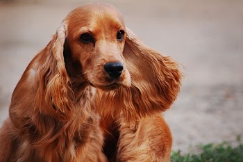 Brown Cocker Spaniel
