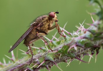 Brown Cockroach on the Spike Stem