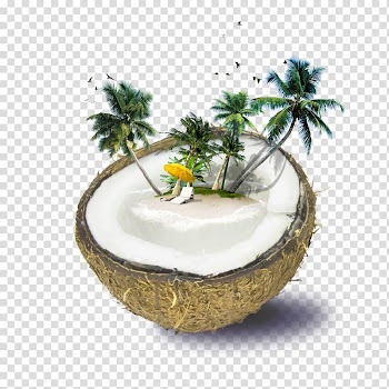 Brown coconut, Fiji Weligama Coconut water Beach, Coconut tree coconut on transparent background PNG clipart