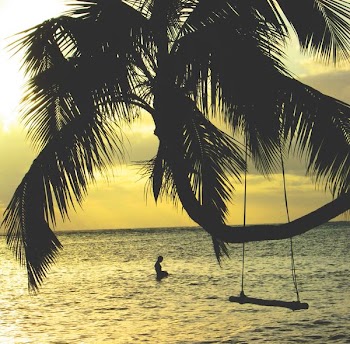 brown coconut tree near body of water