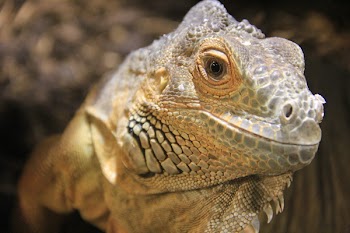 Brown Commodo Dragon