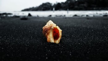 brown conch shell on gray sand closeup photo