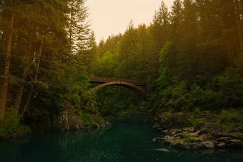 brown concrete bridge near green trees and body of water
