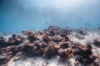 brown coral reef underwater