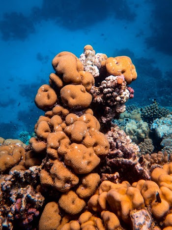 Brown Coral Reefs