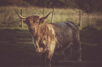 Brown Cow