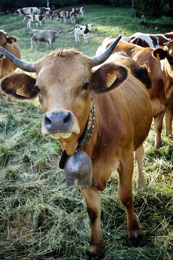 Brown Cow