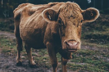 brown cow
