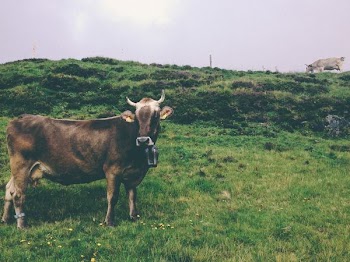 brown cow on green grass field