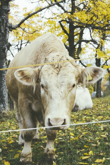 Brown Cow on Green Grass Lawn during Daytime