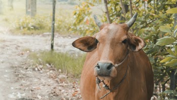 Brown Cow Standing Near Plants