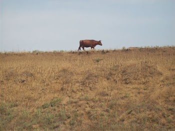 Brown Cow Standing on a Grass Field