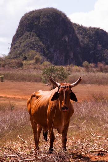 Brown Cow Standing on Grass