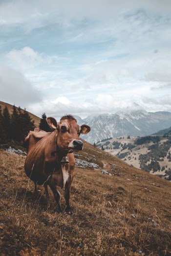 brown cow standing on top of a hill
