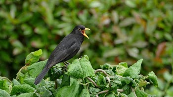 Brown Crow Standing on Plant